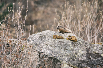 Marmot on the rock in the wild