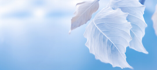 Fototapeta na wymiar White leaves with a delicate texture against a blue sky. Dreamy and peaceful mood.