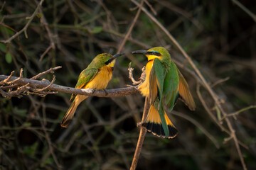 Male little bee-eater lands to feed female