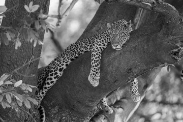 Mono leopard lies asleep straddling tree branch