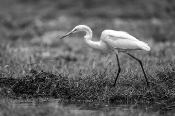 Mono great egret walks along sunny riverbank