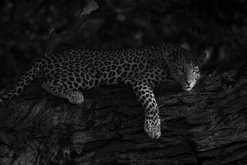 Mono leopard lies on branch eyeing camera