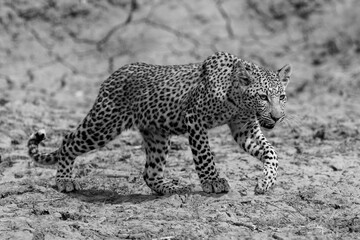 Mono leopard cub crosses riverbed lifting paw