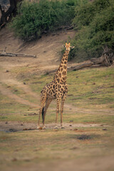 Male southern giraffe stands near grassy track