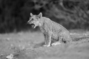 Mono lion cub sits snarling on sand