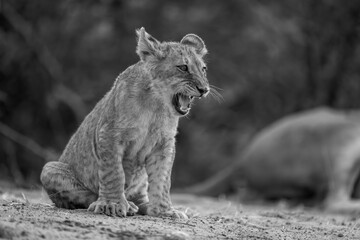 Mono lion cub sits yelping on sand