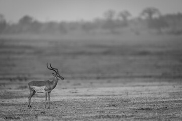 Mono male common impala stands on plain