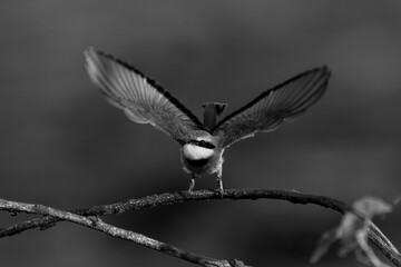 Naklejka premium Mono little bee-eater takes off from branch