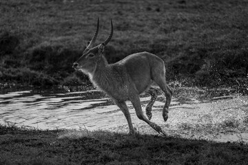 Mono male common waterbuck gallops through river