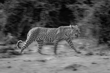Mono slow pan of leopard passing bushes