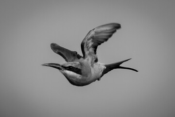 Mono southern carmine bee-eater flies folding wings