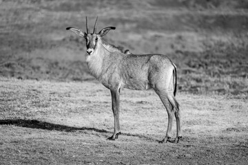 Mono roan antelope stands turning on grass