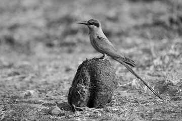 Mono southern carmine bee-eater on elephant dung