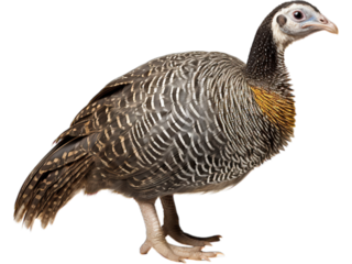 Guinea Fowl Alerted, No Background