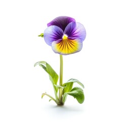 Pansy bud under gentle sun rays, highlighting nature's tender moments isolated on white background