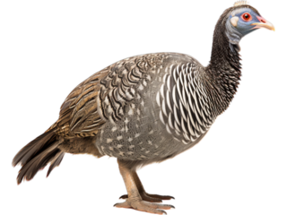 Guinea Fowl Alerted, No Background