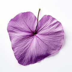 Nature's art A Pansy leaf with shimmering raindrops, exuding freshness and beauty isolated on white background
