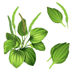 green leaves isolated