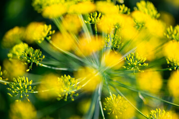 Focused and blurred yellow flowers of Dill (Anethum graveolens), an annual garden herb in the celery family Apiaceae. Intense and colorful scented flowers in small umbels of popular plant for cooking. - obrazy, fototapety, plakaty