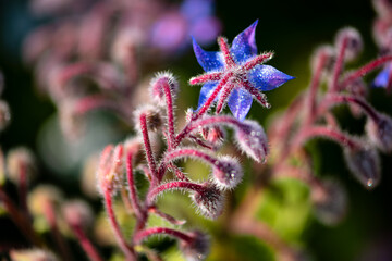 Starflower or borage (Borago officinalis), annual herb in the family Boraginaceae. Inflorescence or panicle with blue violet flower star, hairy deep red stems and dew drops backlit by morning sun.