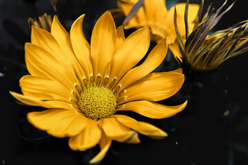 yellow dahlia flower