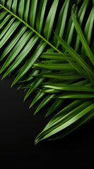 Palm leaves in a dark jungle setting, capturing the mysterious allure of nature.