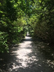 Path through the forbidden woods 