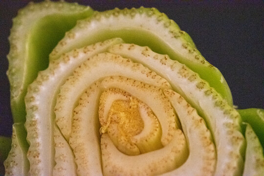 Produce Food Celery 