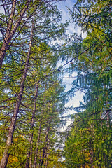 Tall trees in a park alley on an autumn day