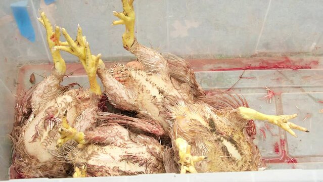 Close up of butchered and scalded or hot bathed broilers or chickens held in container prepared for plucking.