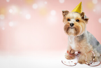 Small dog (Yorkshire terrier) with cute expression wearing a party hat celebrating a birthday on a pink background. Happy holidays, new year, birthday, anniversary concept. Copy space.