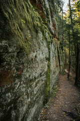 Serene forest footpath reveals nature's beauty, with no people. The Serene Path a Journey Through Nature's Beauty