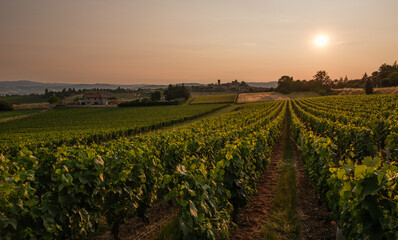 Oingt countryside, France