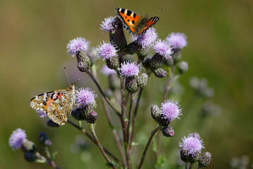 Papillons en train de butiner des fleurs de chardon