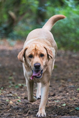 golden retriever dog