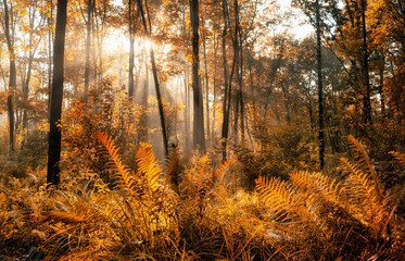 Dark  autumn forest with fern branches and rays of light through tree branches. an atmosphere of naturalness and a bit of mysteriousness. Dark naturalism
