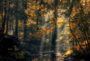 Dark autumn forest with a river and rays of light through tree branches. an atmosphere of...