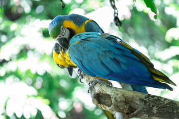 Blue and yellow macaws