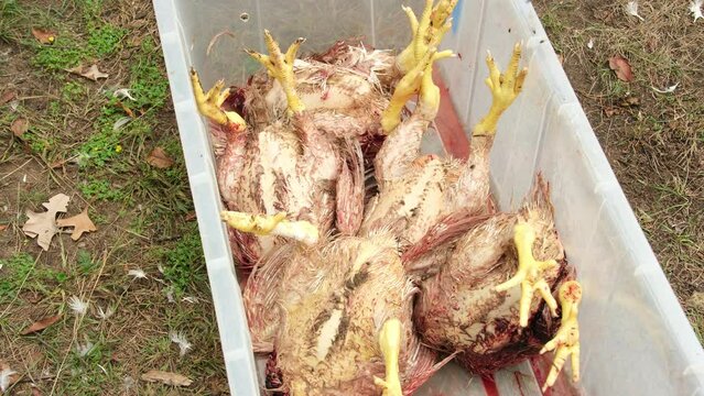 Butchered and scalded or hot bathed broilers or chickens held in container prepared for plucking.