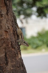 A chipmunk hold your body on tree root