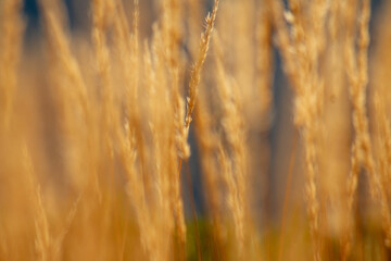 Fototapeta premium Grassland in the mountains against the background of the blue sky