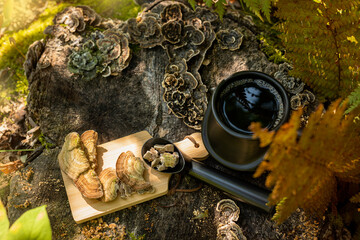 Mushroom coffee  superfood. mushroom coffee with Turkey’s tail, Trametes versicolor mushrooms. A cup of coffee and mushrooms on a natural background in the forest  Healthy organic energizing adaptogen