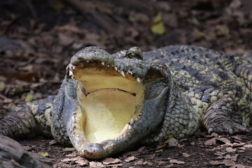 Close up crocodile is action show head in garden