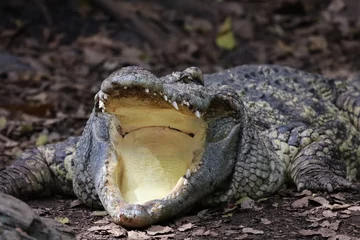 Fotobehang Close up crocodile is action show head in garden © pumppump