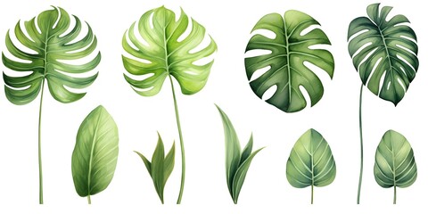 Hand drawn watercolor tropical plants set, monstera on an isolated white background, watercolor illustration - obrazy, fototapety, plakaty