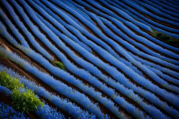 blue flowers background