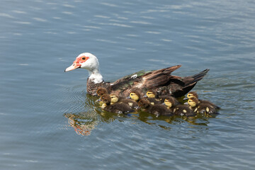 Muscovy and ducklings