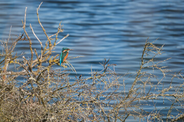 Kingfisher at the Marquenterre Park