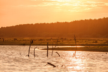 Sunset over the Marquenterre
