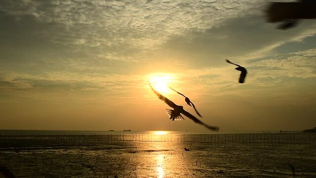 Group of seagulls flying along the seashore area during sunset at Bangpu Recreation Center, Samut Prakarn in Thailand